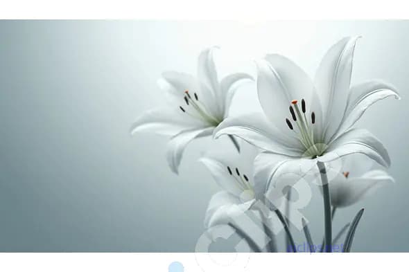 Elegant White Lilies on a Soft Gray Background