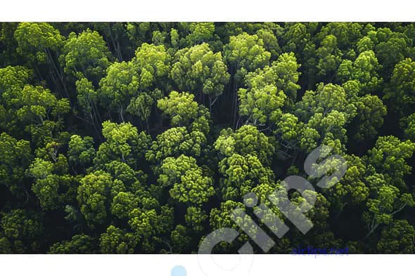 Lush Forest Canopy