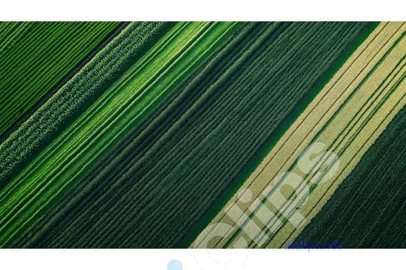 Green Crops Aerial View