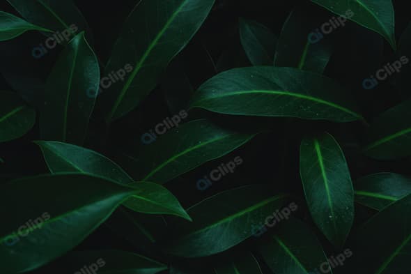 Dark Lush Green Leaves Close-Up