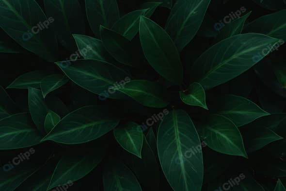 Lush Green Tropical Leaf Background