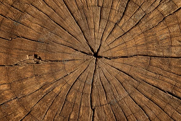 Close-Up of Tree Trunk Rings Texture