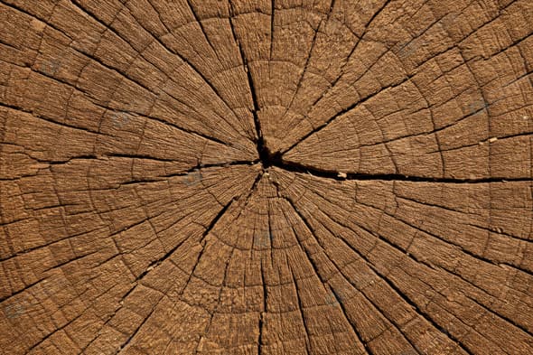 Weathered Tree Trunk with Prominent Growth Rings