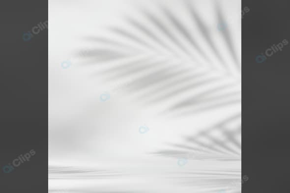 Tropical Palm Leaf Shadow on White Background