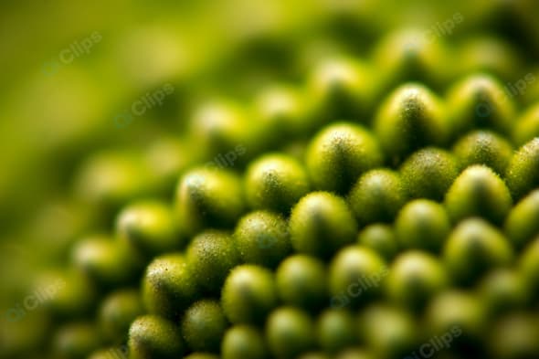Close-Up of Green Spiky Fruit Surface Pattern