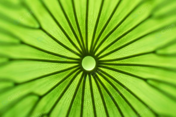 Close-Up of Green Leaf with Radiating Veins