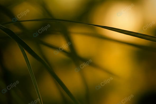 Sunlit Grass Blades in Soft Focus