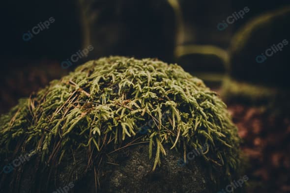 Moss-Covered Rock in Forested Landscape