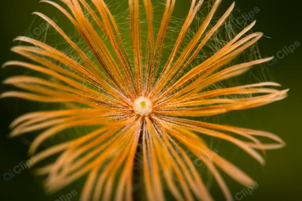 Wispy Orange Flower Close-Up with Green Background