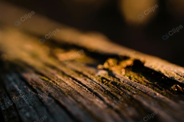 Close-Up of Weathered Wood with Moss and Shadows