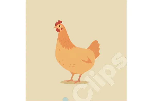 Cartoon Chicken Illustration