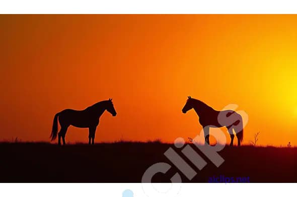 Silhouette of Horses at Sunset