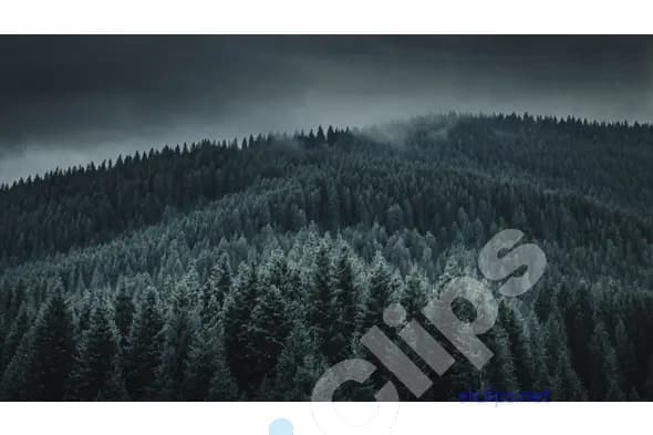 Misty Pine Forest Hills