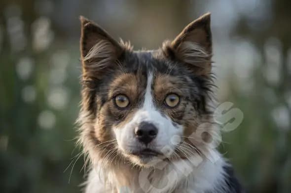 Alert Border Collie Portrait