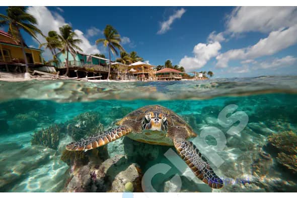 Sea Turtle Near Shore