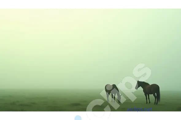 Two Horses in Morning Mist