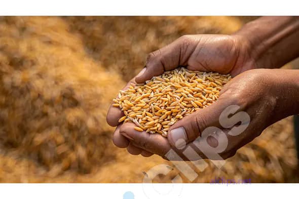 Hands Holding Rice Grains