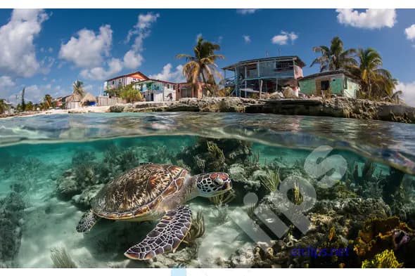 Sea Turtle Under Coastal Village