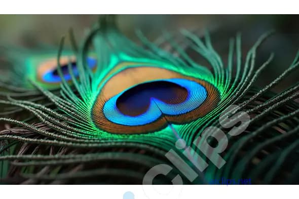 Close-Up of a Vibrant Peacock Feather