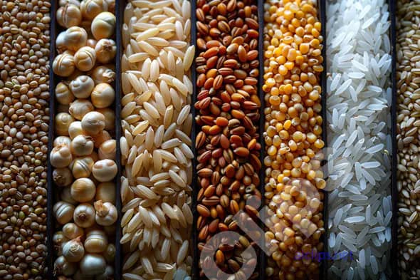 Assorted Grains and Seeds