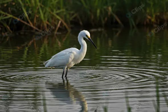 Graceful White Egret Standing in Marsh Water with Reflections