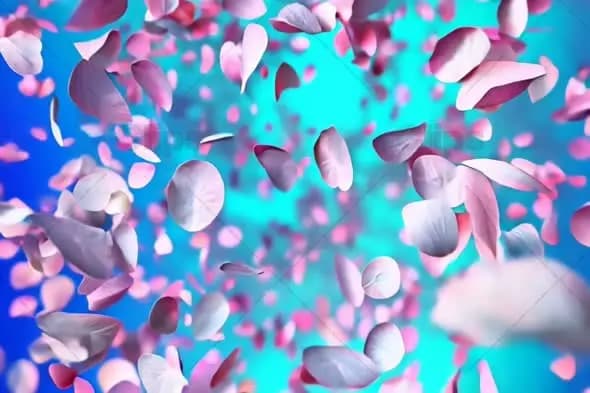 Floating Pink Petals on Turquoise Background Animation