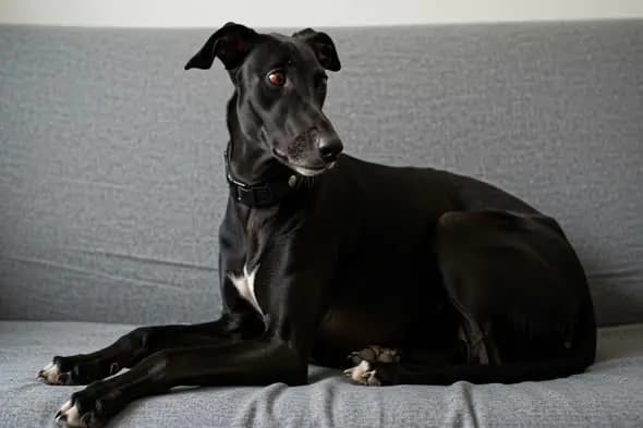 Elegant Black Greyhound on Sofa