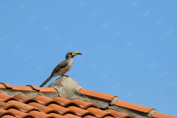 Hornbill Perched on Terracotta Roof