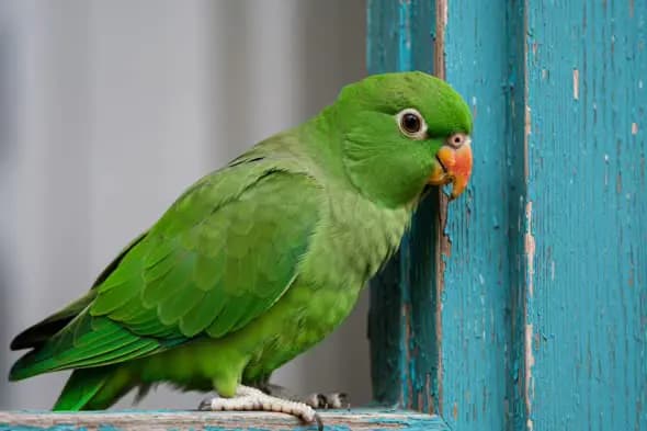 Close-Up of a Green Parrot on a Rustic Blue Wooden Window Frame
