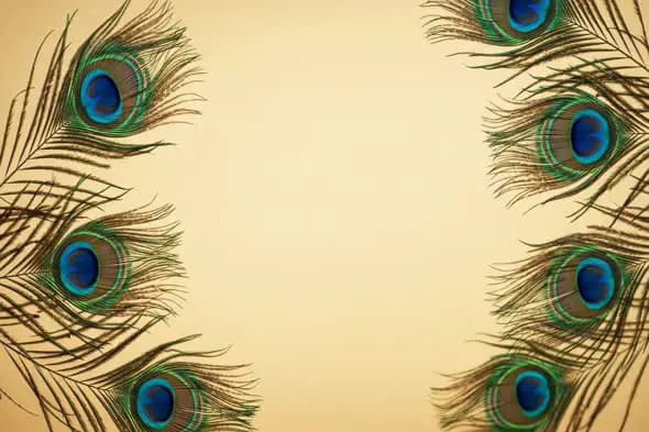 Symmetrical Peacock Feather Border Animation with Blank Center for Indian Visuals