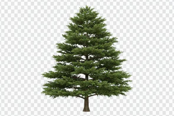 Majestic Evergreen Pine Tree Isolated PNG Clipart