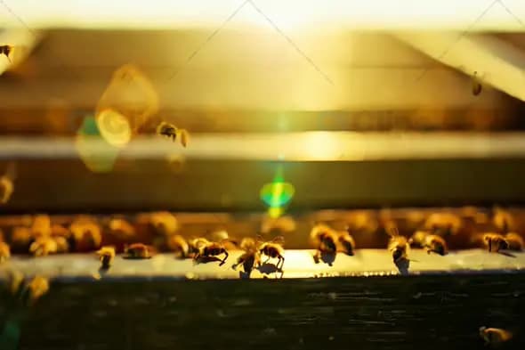 Close-Up of Bees Buzzing Around in Golden Sunlight