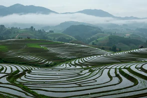 Terraced Rice Fields in Misty Mountains