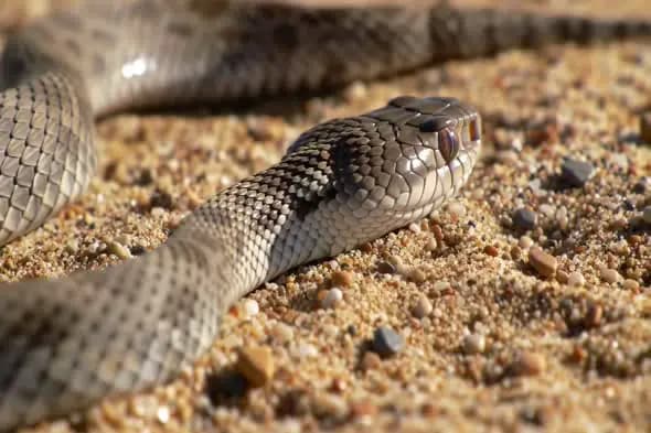 Side View Close-Up of Snake Slithering Over Sandy Terrain in Daylight