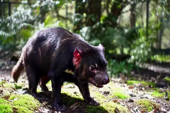 Tasmanian Devil in Natural Habitat